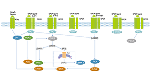 GPCR/G Protein Related Signaling Pathway